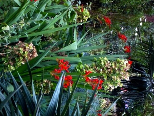 exotische Blumen
