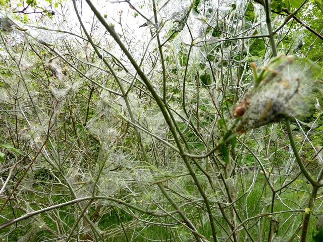 Im Gespensterwald