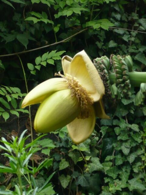 Bananenblüte