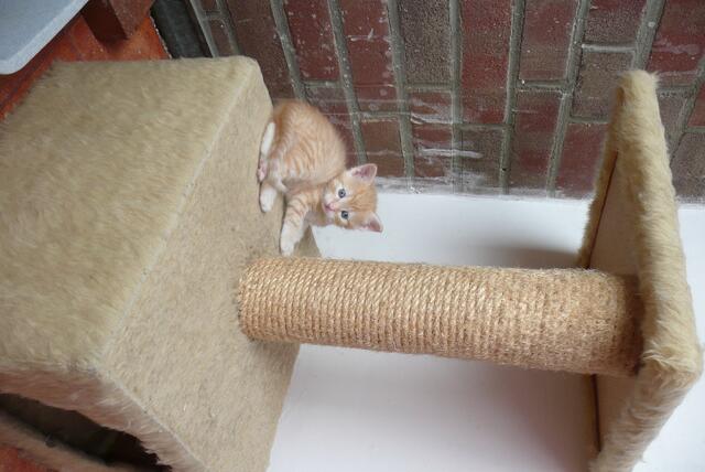 kleines Kätzchen- großer Kratzbaum