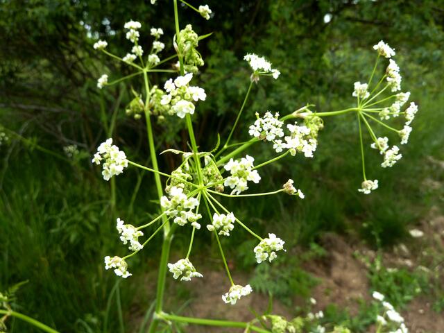 Wiesenkerbel