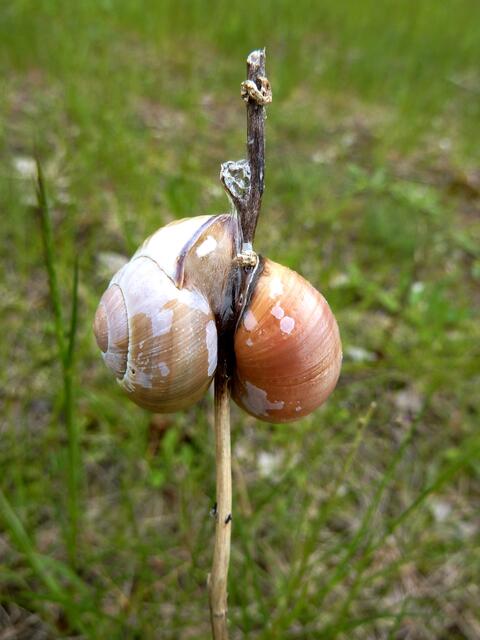 Neuartige Blüte?