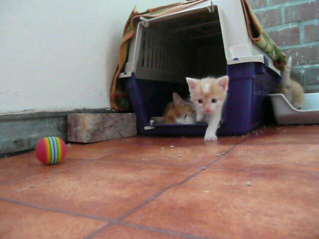 mit dem Ball spielen