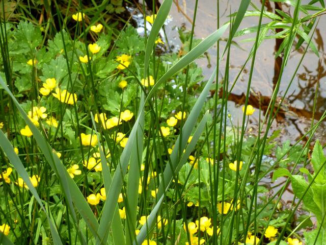Sumpfdotterblumen