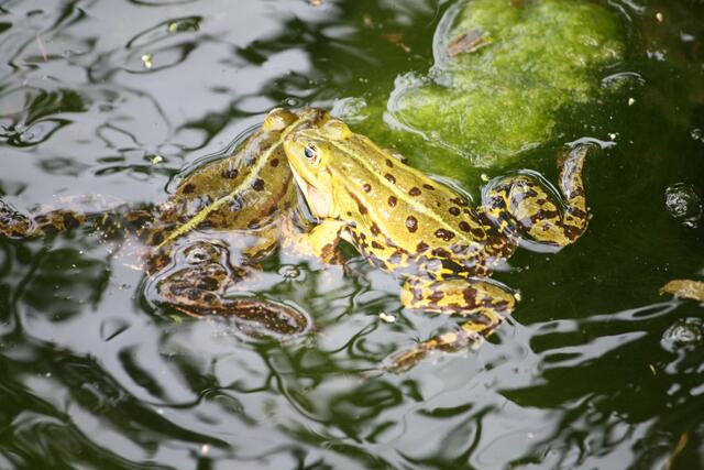 Schmusewiese aus Wasserpflnzen.