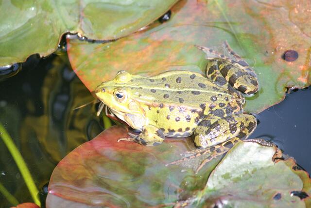 Frosch ist das warm heute.