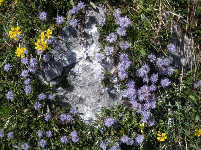 Kugelblumen