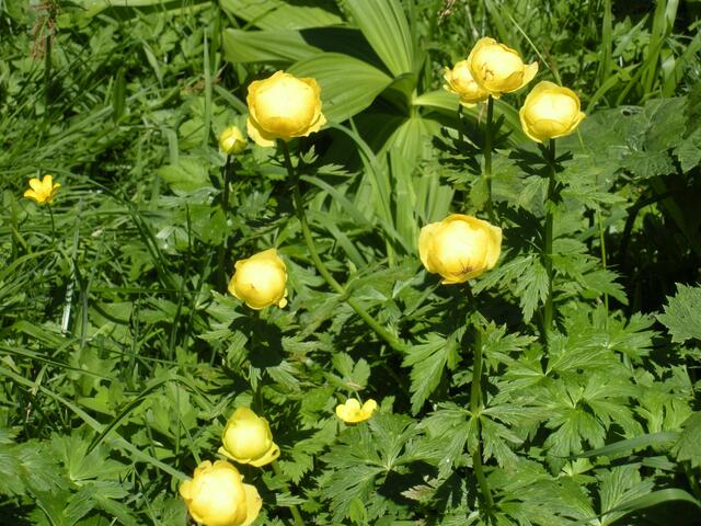 Trollblumen