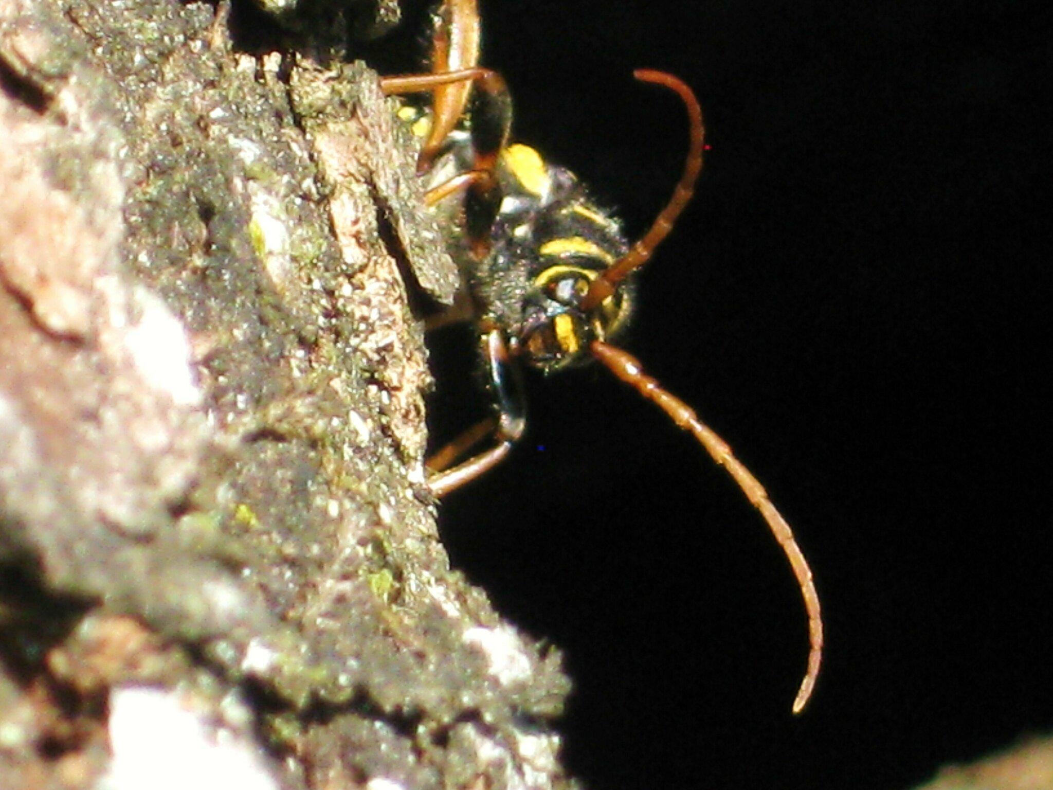 Wespenbockkäfer (Plagionotus arcuatus) - Donauwörth