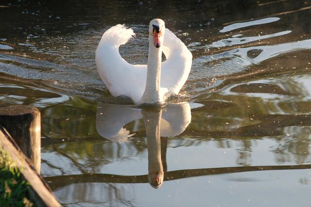 Ein stolzer Schwan