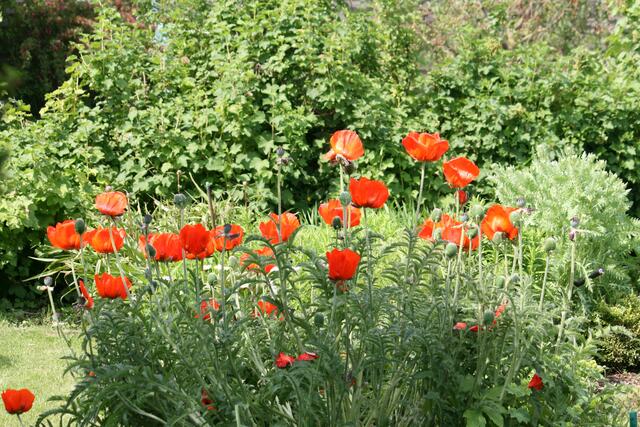 Bunt ist die Welt im Garten auch.
