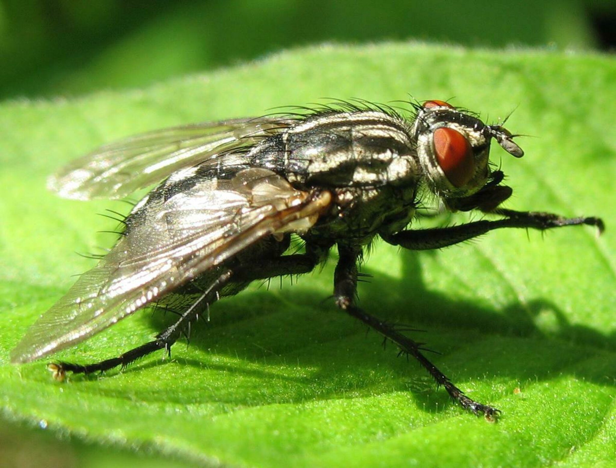 Die Stubenfliege (Musca domestica) - München