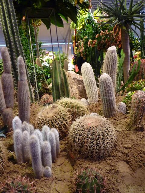 Die unterschiedlichsten Kakteen waren zu bestaunen.