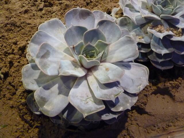 Die unterschiedlichsten Kakteen waren zu bestaunen.