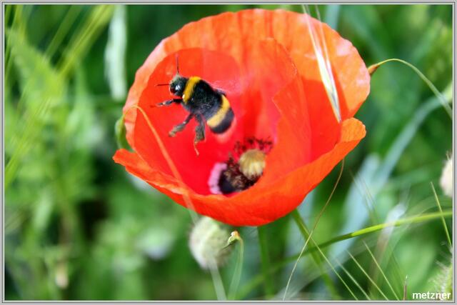Tschau, Frau Hummel!