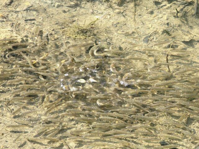 Fischschwärme am Mühlbach Ende