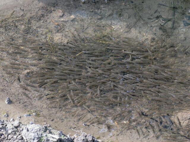 Da hat es genug kleine Fische in der Salzböde