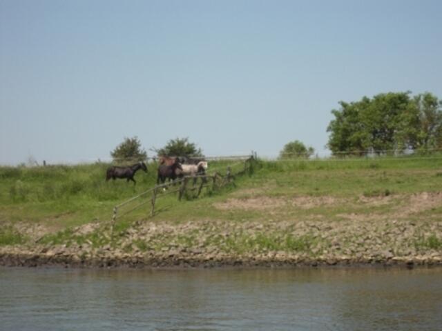 Gut gelegene Weser Weide