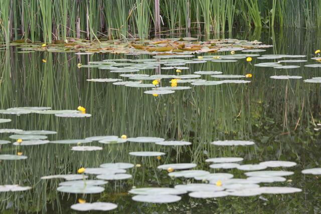 Spiegelteich