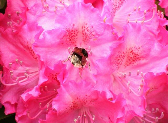 ...voll mit Pollen, wie im Schlaraffenland
