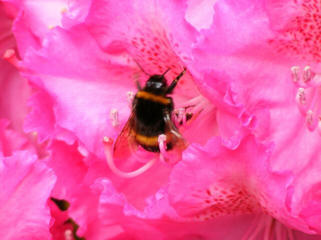 ...auf zur nächsten Blüte