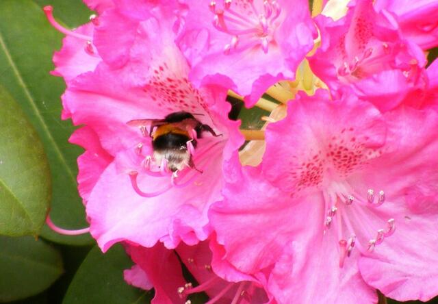 ...hab mich mit Pollen vollgeladen