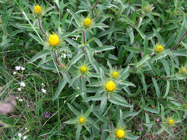 Wie Sterne am Himmel ...