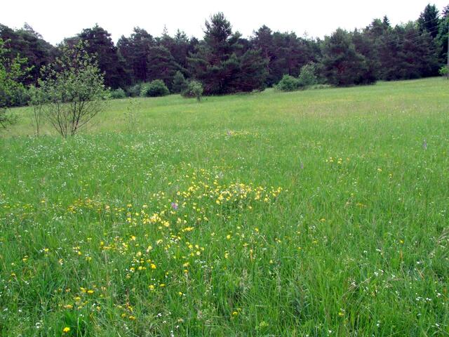 Saftige Moorwiese ...