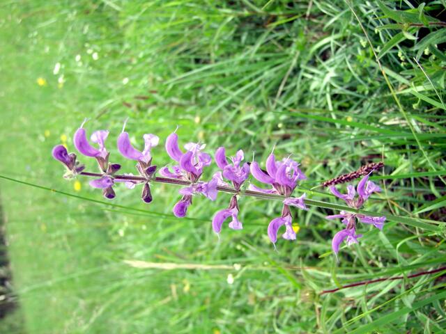 Stolz und unbeugsam ...