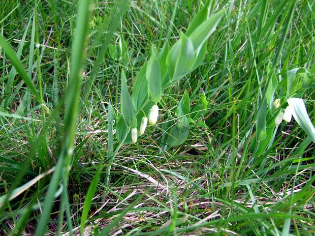 ... im schützenden Gras