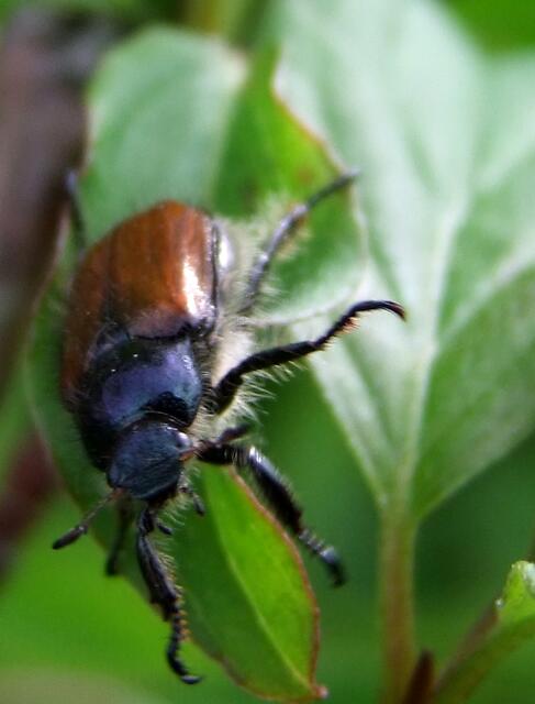 Er sucht die Partnerin ...