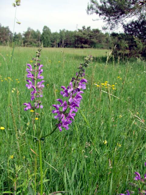 Ihrer Schönheit bewußt ...