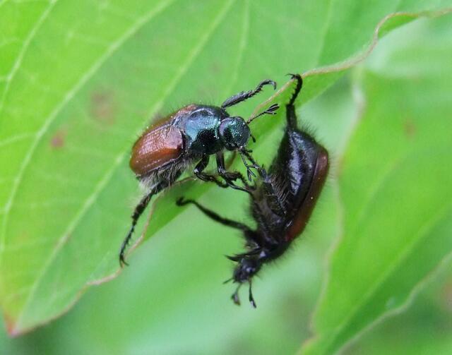 Spiel der Freude ...