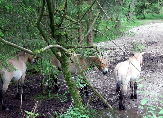 Sie sind schon drei Jahre in freier Natur ...
