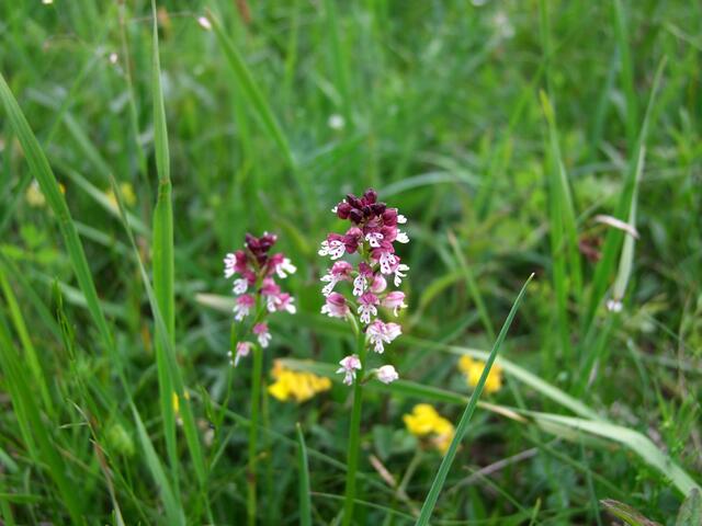 Eine Schönheit: Das Brand-Knabenkraut ...