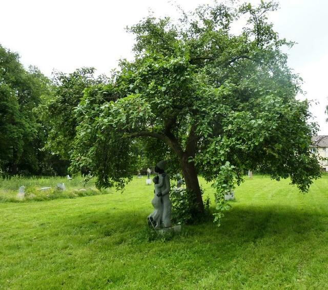 Umarmung unter dem Baum