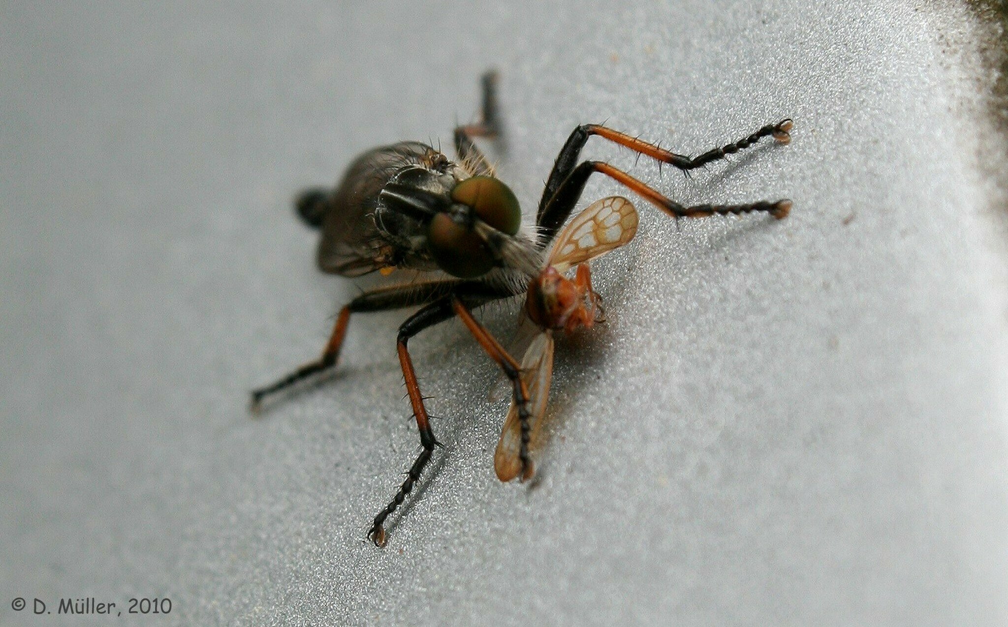 Gemeiner Strauchdieb Burgdorf