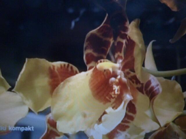 hr "kompakt"-Video zeigt Raritäten des Botanischen Gartens in Marburg; hier eine der Orchideen. a&s-Bild.