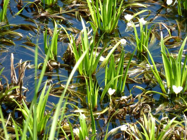 Hier noch einmal die Wasserpflanzen mit Blüten
