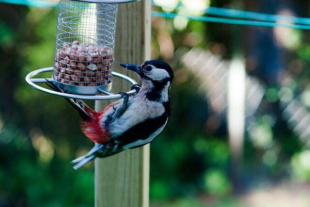 Nun hat er mich entdeckt.