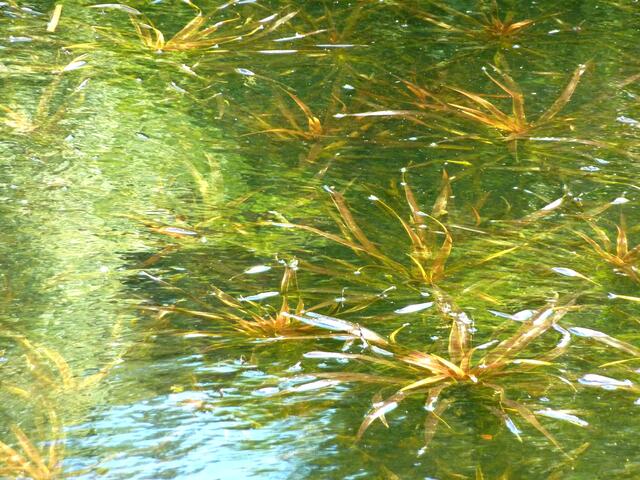 Wie ein Gemälde: Unterwasserpflanzen