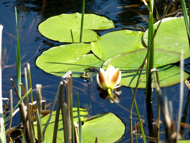 Seerose mit Frosch