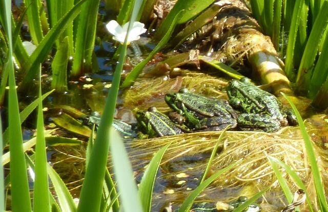 Froschquartett vor Teichblume. Wer sieht den fünften Frosch?