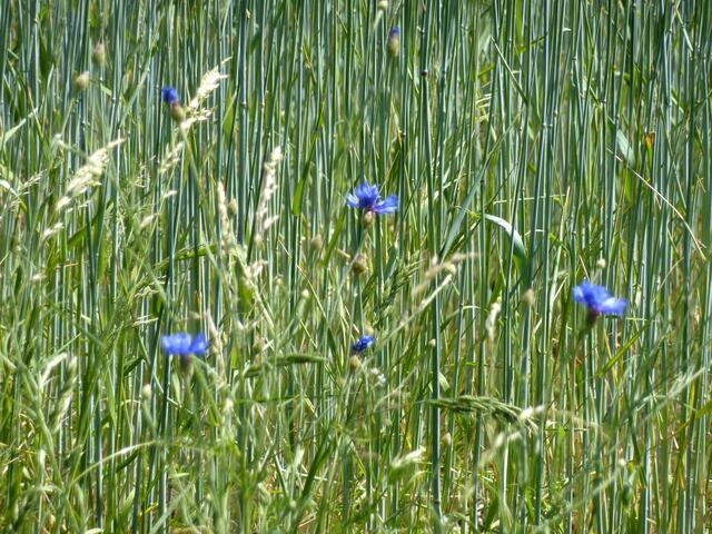 Gräser und Kornblumen vor der geraden Strenge des Getreides