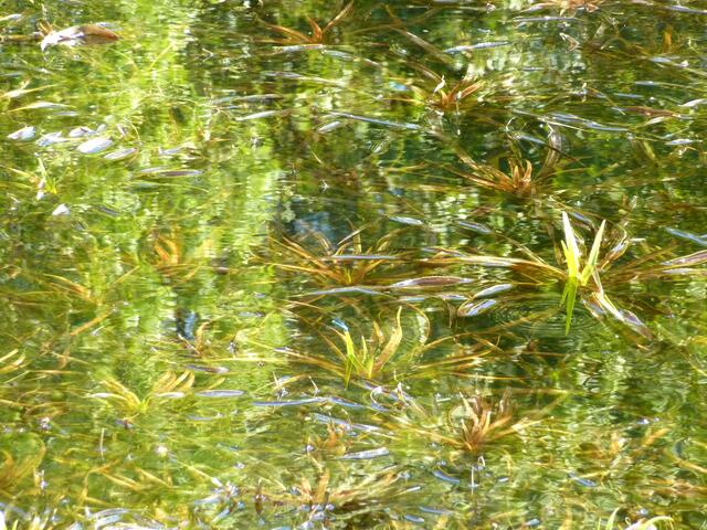Das ist alles unter der Wasseroberfläche zu sehen.