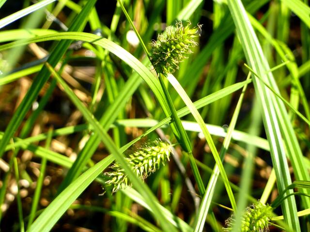 Eine blühende Grasart