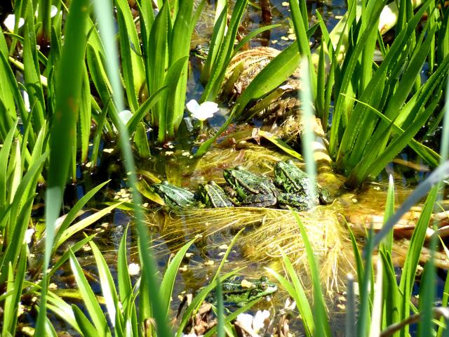 Hier ist der fünfte Frosch gut zu sehen.