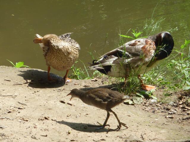 "Wasserhühnchen" sucht Mama: Parkteich-Stockenten im Alten Botanischen Garten ist dies "egal" (...). a&s-Performance-Bild.