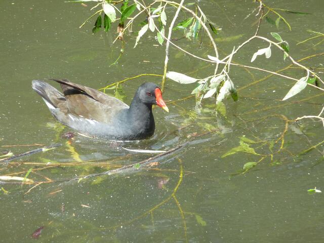 Teichhuhn (Gallinula chloropus) - erkennbar z.B. an der roten Stirnplatte - sucht nach ihrem jungen "Wasserhühnchen". Bläßhühner zeigen schwarzes Gefieder und weiße Stirnplatte (Blesse). Teich- und Bläßhuhn ("Wasserhühnchen" genannt) - Fam. der Rallen.