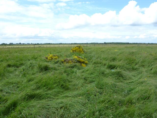 So soll es hinterher aussehen. Die restlichen gelben Flecken sind Hornklee, Hahnenfuß und Klappertopf
